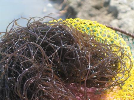 rumput laut gracilaria